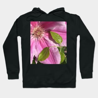 Chillin Pink Climbing Clematis Blooming Flower Hoodie